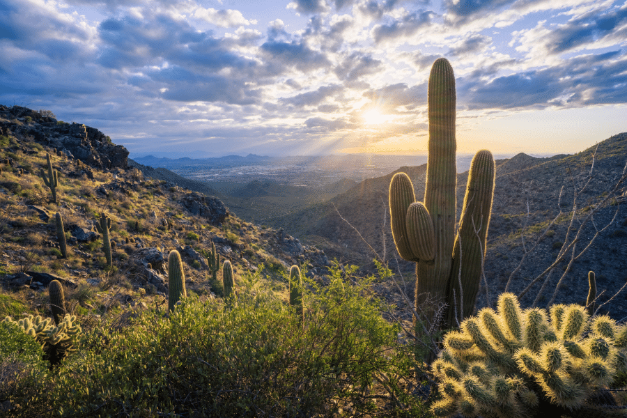 Cactus in Phoenix, Arizona